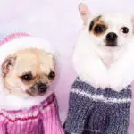 what-temperature-is-too-cold-for-chihuahua