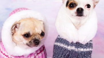 what-temperature-is-too-cold-for-chihuahua