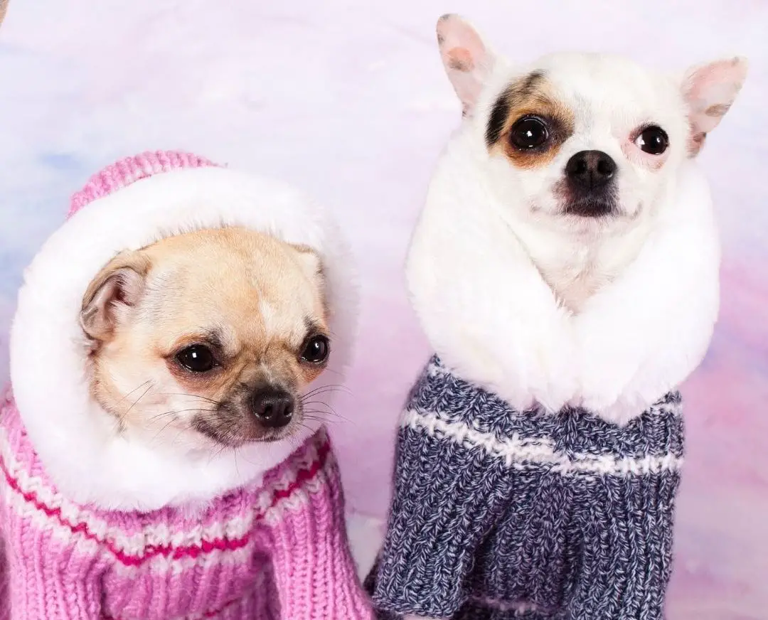 how cold is too cold for a chihuahua