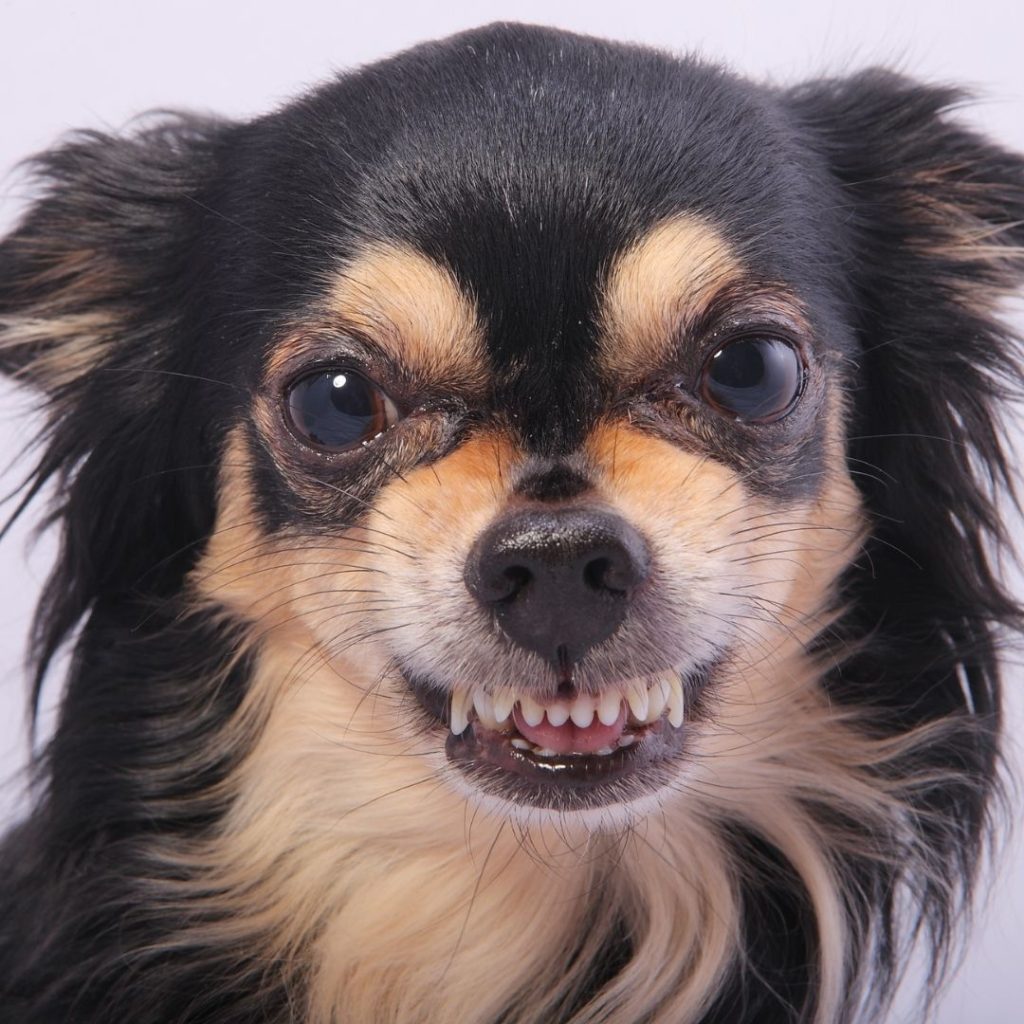 when-do-chihuahuas-lose-their-baby-teeth