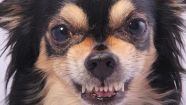 when-do-chihuahuas-lose-their-baby-teeth