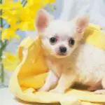 why-are-chihuahuas-so-scared
