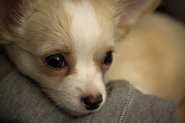 Why do Chihuahuas eyes water?