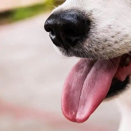 Why Do Chihuahuas Stick Their Tongue Out?