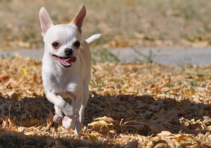 How fast can Chihuahuas run?