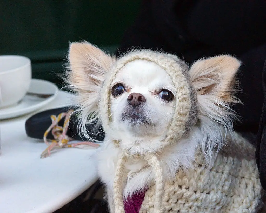 Do Chihuahuas get cold easy?