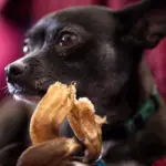 Are Chihuahuas allergic to chicken?
