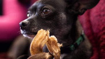 Are Chihuahuas allergic to chicken?