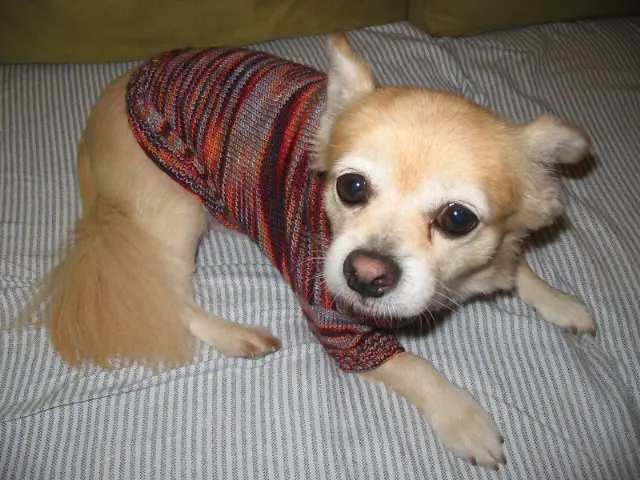 Do Chihuahuas get cold easy?