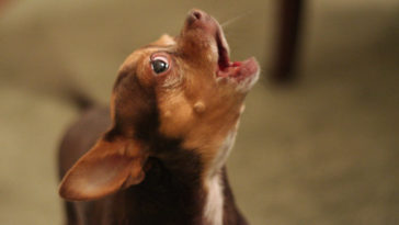 Do Chihuahuas Howl