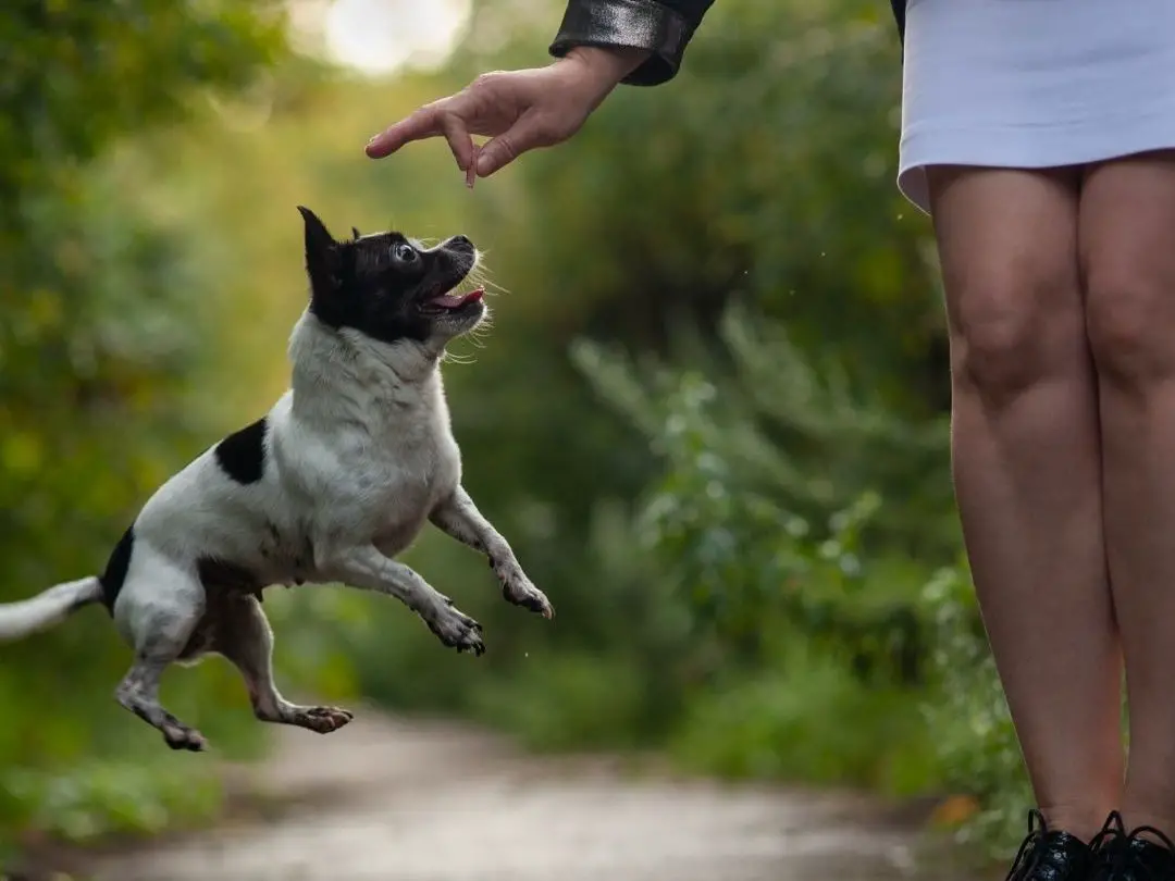 do-chihuahuas-get-along-with-other-dogs