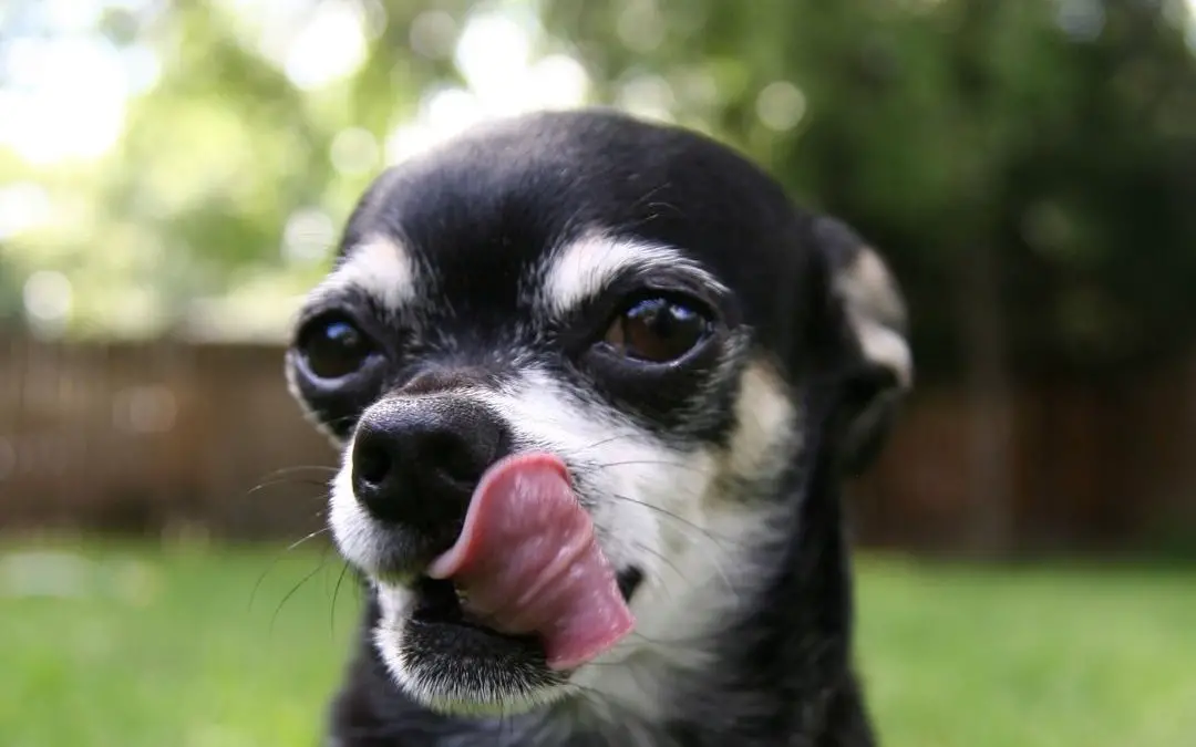 why-do-chihuahuas-shake