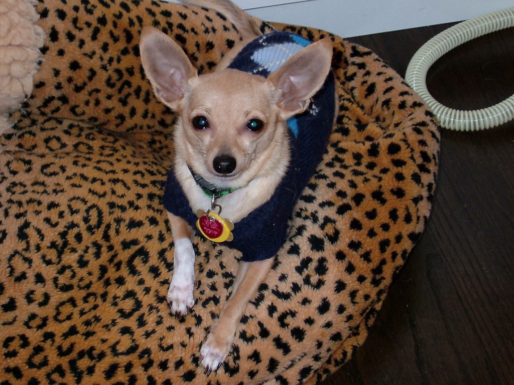 Do Chihuahuas get cold easy?