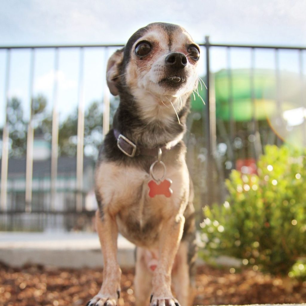 can-chihuahuas-be-service-dogs