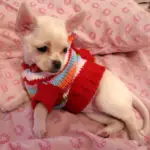 do chihuahuas get cold easily