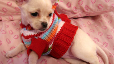 do chihuahuas get cold easily