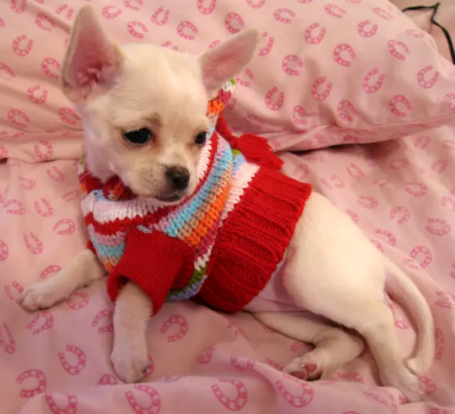 do chihuahuas get cold easily