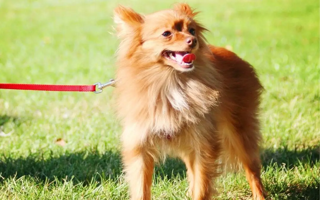 can-chihuahuas-be-service-dogs