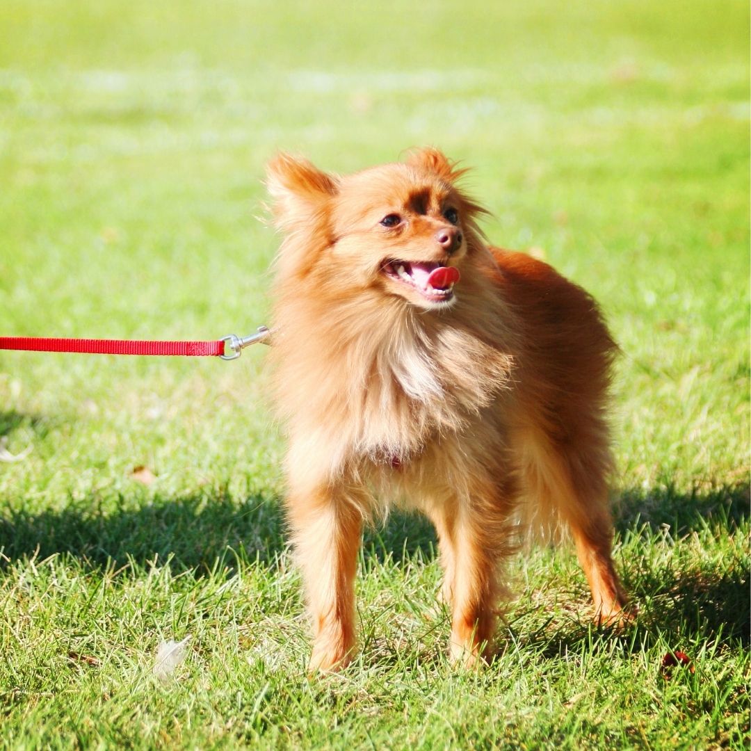 How Fast Can Chihuahuas Run & How to Run with Your Chi (2022)