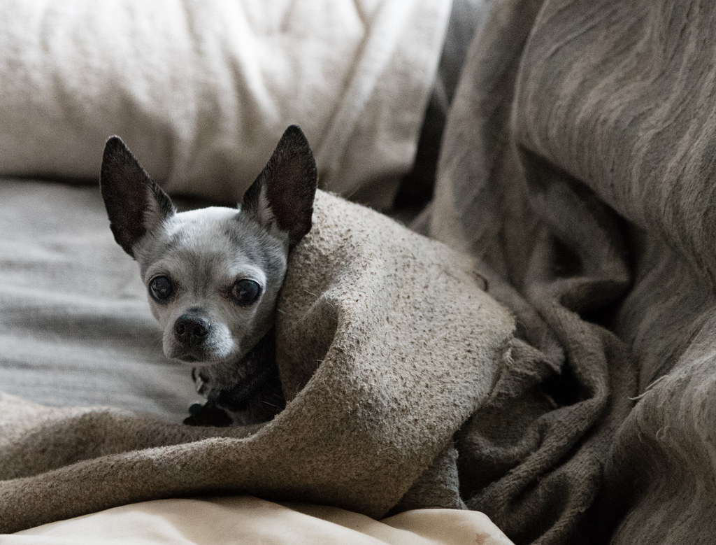 Do Chihuahuas get cold easy?