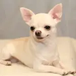 are Chihuahuas high maintenance