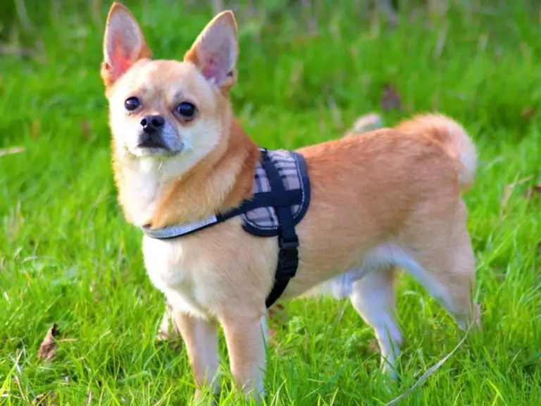 Can Chihuahuas Be Service Dogs? Is It Really True? All Answers Here!