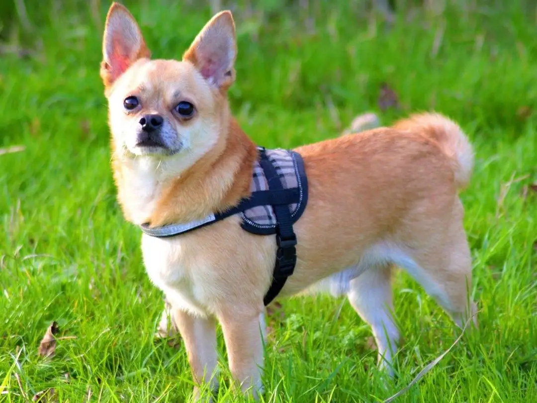 can-chihuahuas-be-service-dogs