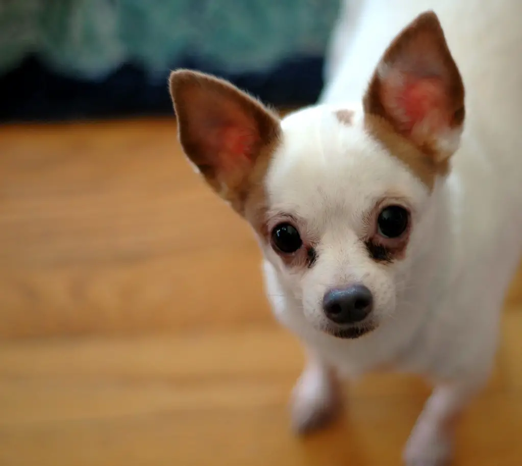 Are Chihuahuas picky eaters