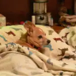 Why do Chihuahuas sleep under covers