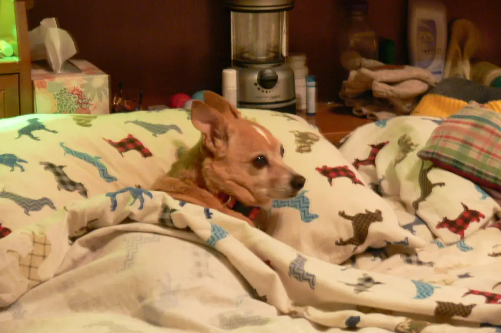 Why do Chihuahuas sleep under covers