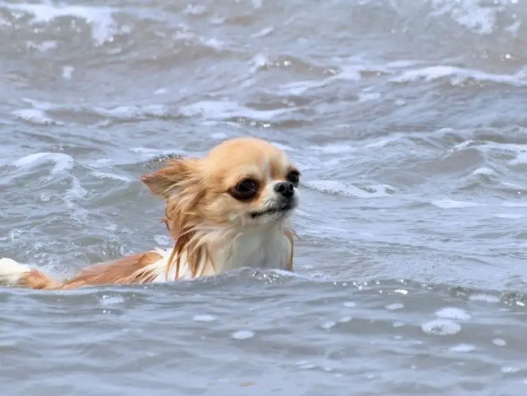Do Chihuahuas Like Water? Bathing, Swimming And More + Bathing