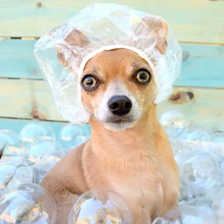 Do Chihuahuas Like Water? Bathing, Swimming And More + Bathing