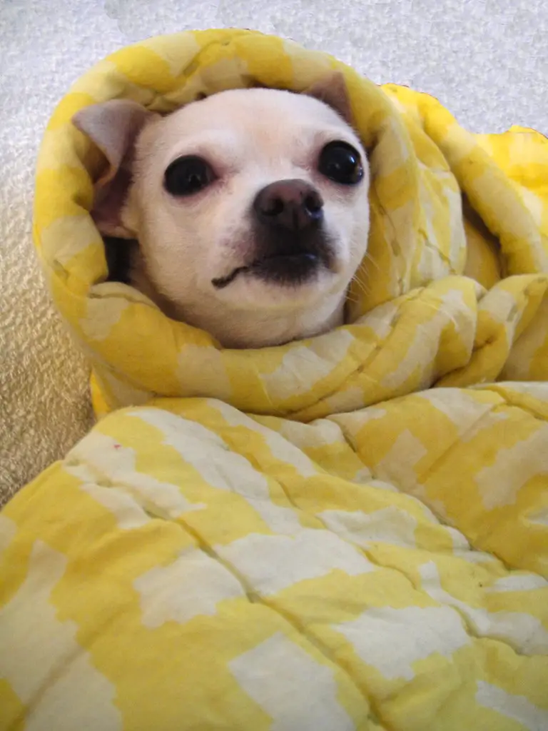 Do Chihuahuas get cold easy?