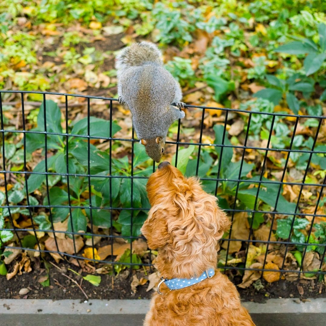 Can Dogs Eat Squirrels? What To Do If Your Dog Eats A Squirrel?