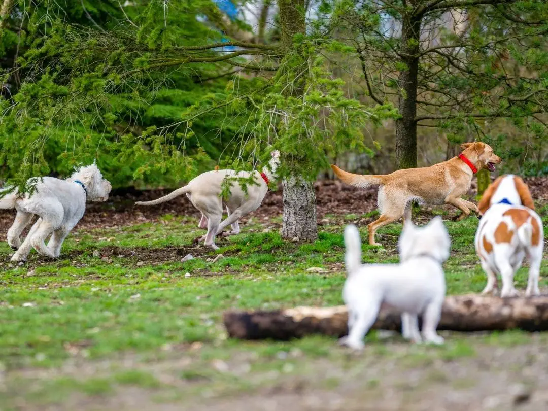 do-chihuahuas-get-along-with-other-dogs