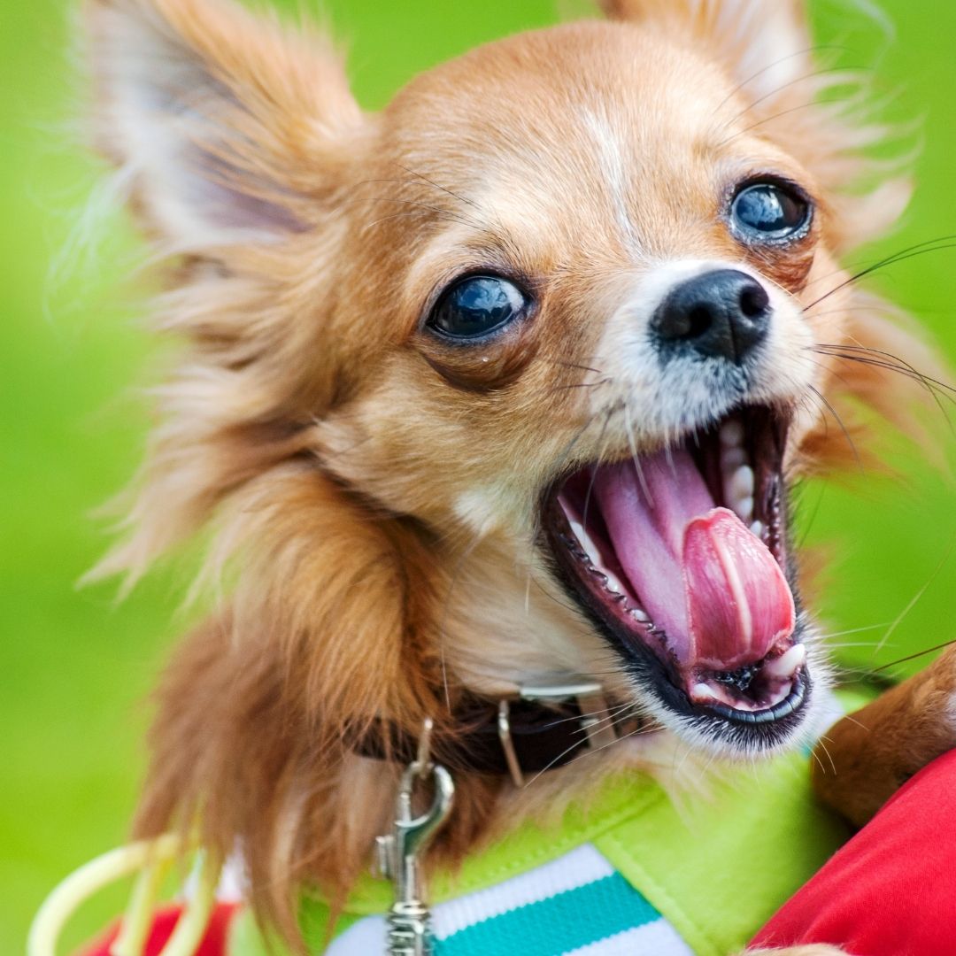 How Much Should a Chihuahua Eat a Day Complete Guide (2022)