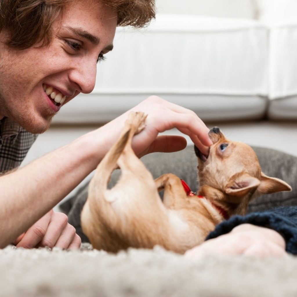 Where do Chihuahuas Like to be Pet? 5 Favourite Areas +3 Spots to Avoid