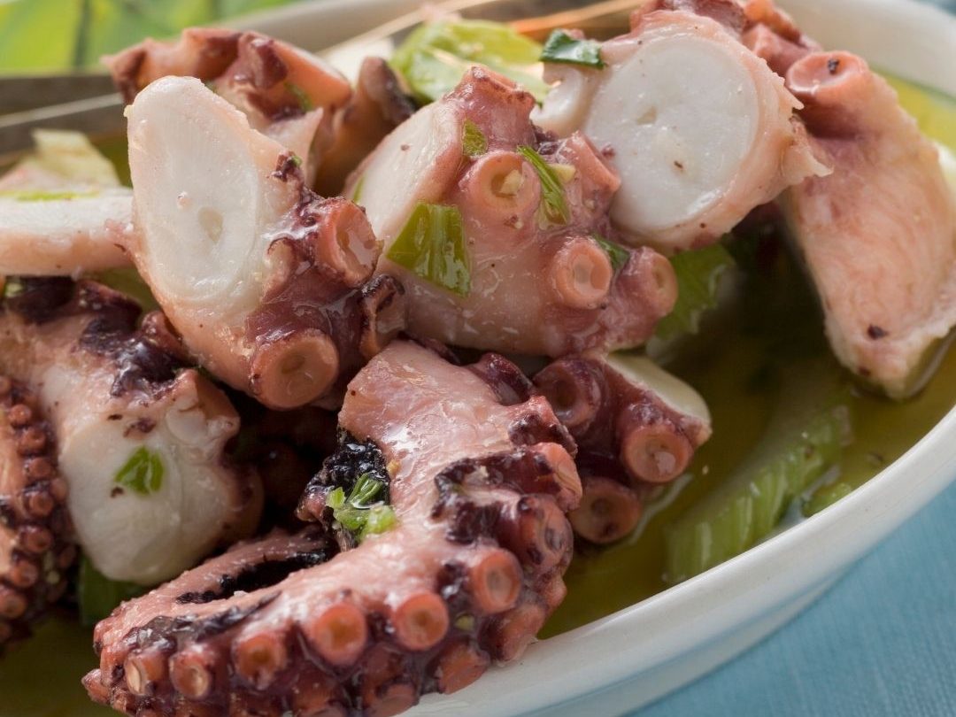 can-dogs-eat-squid
