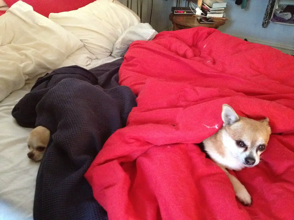 Why do Chihuahuas sleep under covers