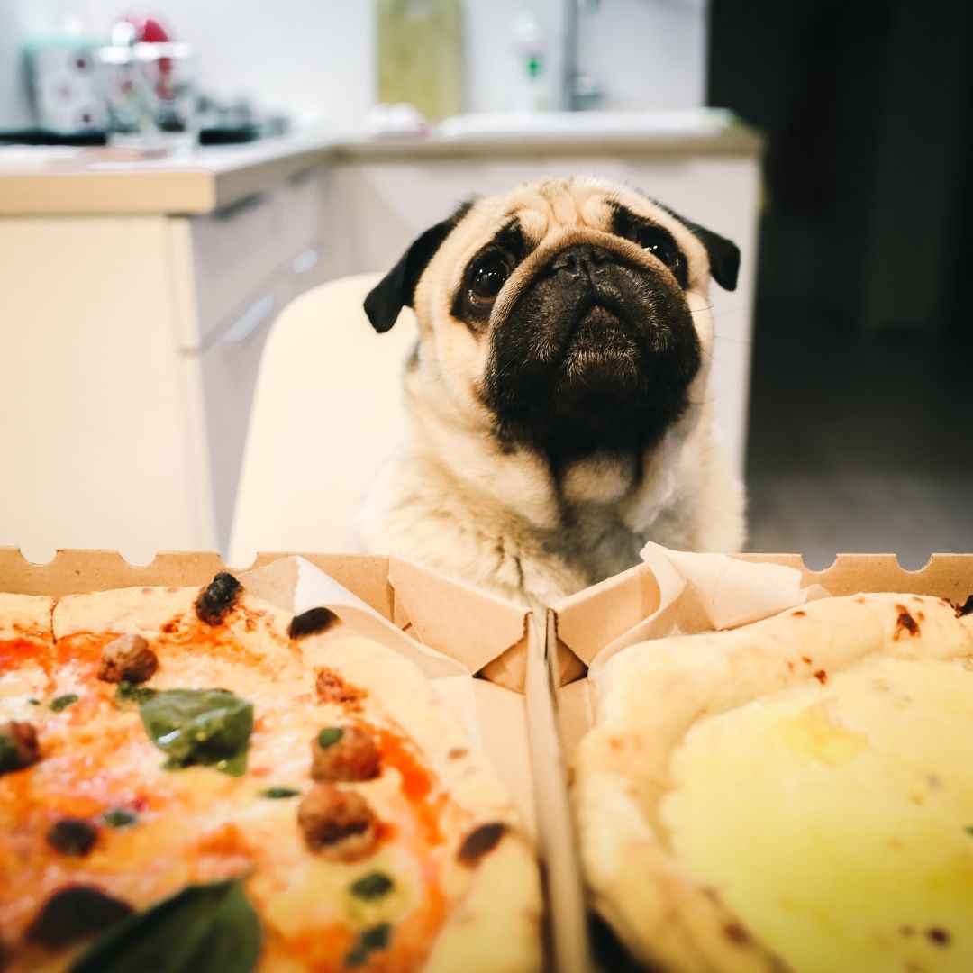 Can Dogs Eat Pepperoni? Salami? Ham? Pizza? (Dog Food Expert Guide)