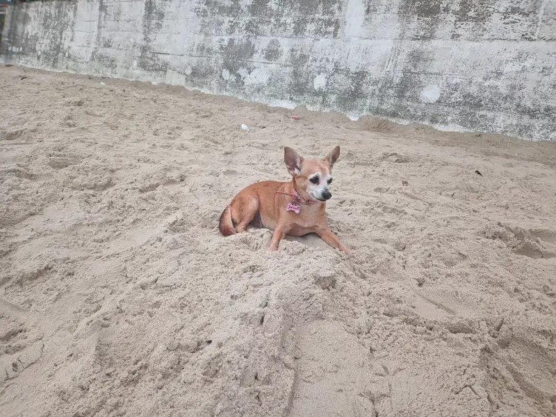 why do Chihuahuas dig