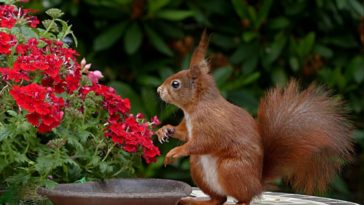 Can Dogs Eat Squirrels