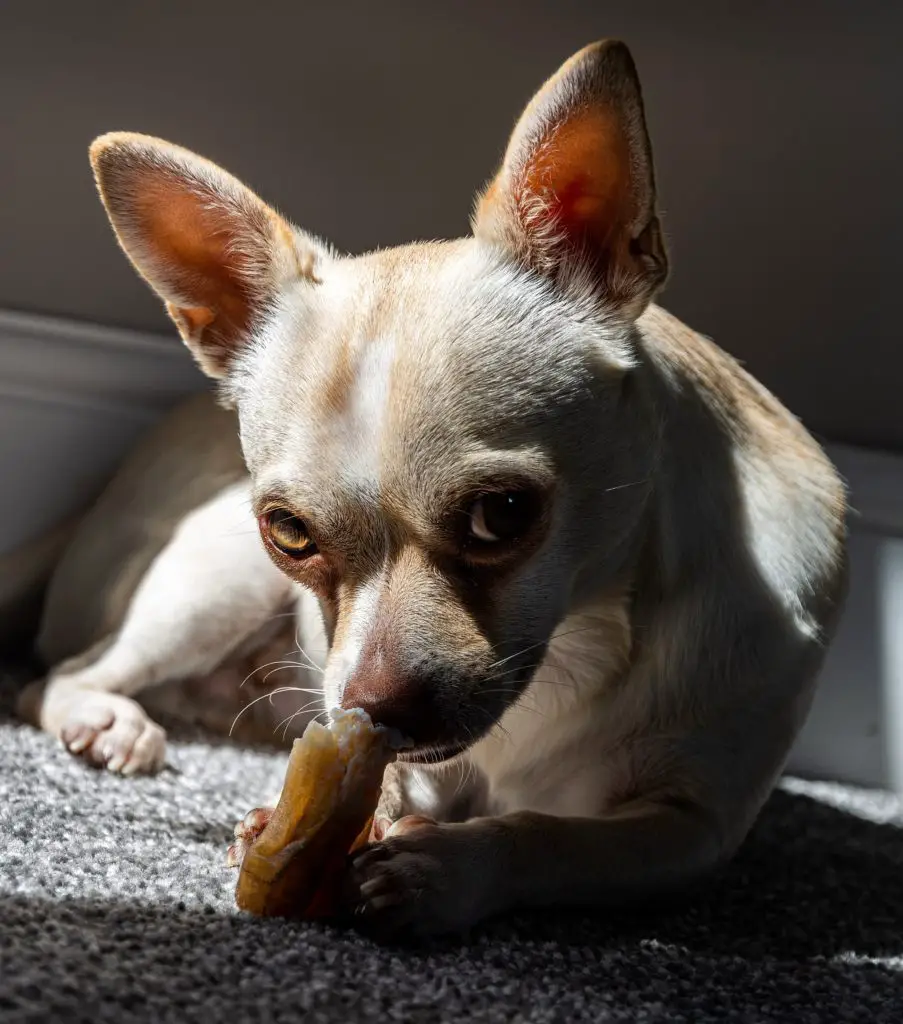 Are Chihuahuas allergic to chicken?