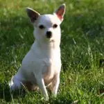 toxic foods for Chihuahua
