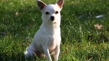 toxic foods for Chihuahua