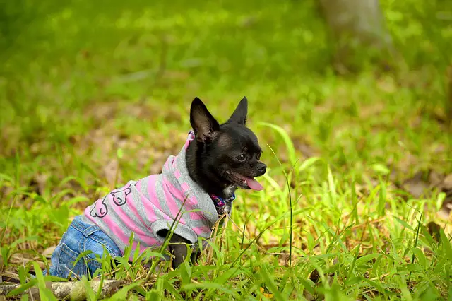 Why Do Chihuahuas Eat Grass