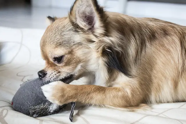 how much should a Chihuahua eat a day