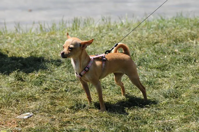 How fast can Chihuahuas run?