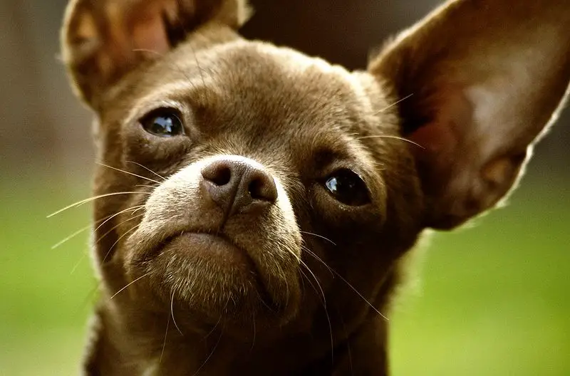 How long do Chihuahuas live for