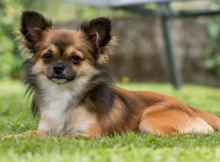 Can Chihuahuas Be Service Dogs? Is It Really True? All Answers Here!